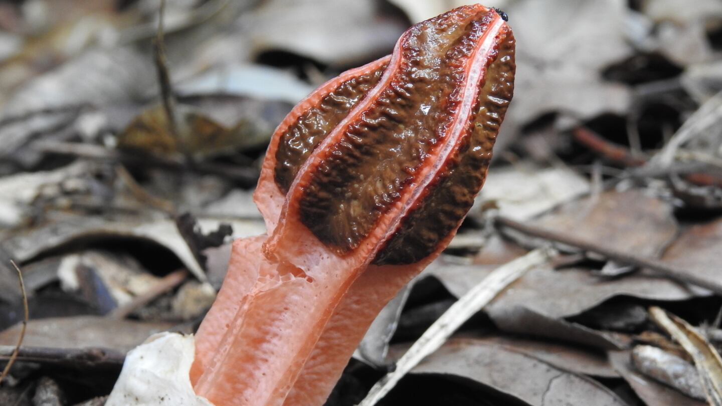 el-descubrimiento-casual-de-una-pareja-de-aldeanos-demostro-que-una-especie-no-se-encontraba-extinta-desde-mas-de-un-siglo-como-creian-los-cientificos-foto-naturalista-DEWJLNNIIBCE5AQ3CJH3QI62OU